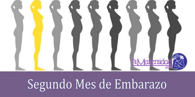 Segundo Mes De Embarazo Tu Maternidad